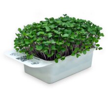 Microgreens by Leaf Learn kedluben