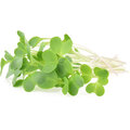 Microgreens by Leaf Learn Mini Starter Pack_1625491650