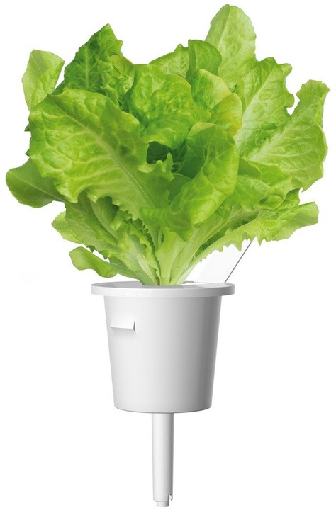 Click and Grow zelený salát, kapsle se semínky a substrátem 3ks_1633136624