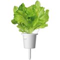 Click and Grow zelený salát, kapsle se semínky a substrátem 3ks_1633136624