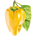 Click and Grow sladká žlutá paprika, kapsle se semínky a substrátem 3ks_1103029960