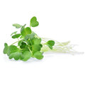 Microgreens by Leaf Learn Mini Starter Pack_371597315