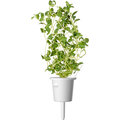 Click and Grow Smart Garden sazenice mix italských bylin_725765331