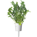 Click and Grow Smart Garden sazenice mix salátů_1382454863