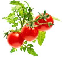 Click and Grow Smart Garden sazenice Mini rajčata SGMT