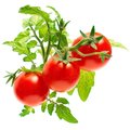 Click and Grow Smart Garden sazenice Mini rajčata