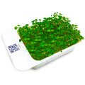 Microgreens by Leaf Learn rukola setá_888667135