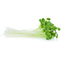 Microgreens by Leaf Learn Mini Starter Pack_1140417515