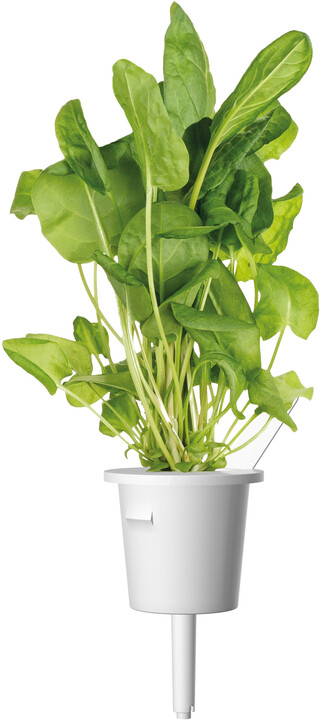 Click and Grow Smart Garden sazenice mix salátů_1639153844