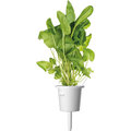 Click and Grow Smart Garden sazenice mix salátů_1639153844