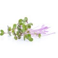 Microgreens by Leaf Learn Mini Starter Pack_2120755963