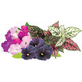 Click and Grow Mix květin, kapsle se semínky a substrátem 9ks_1124677229