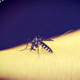 Jak na otravné komáry? Zahání je dubstep, zjistili vědci