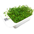 Microgreens by Leaf Learn jetel_351311456