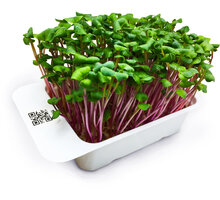 Microgreens by Leaf Learn ředkev China Rose