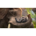 Zoo Tycoon GOTY (Xbox ONE)_2116553381