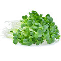 Microgreens by Leaf Learn Mini Starter Pack_2136826751