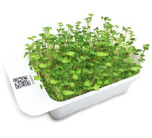 Microgreens by Leaf Learn brokolice_114870965