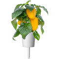 Click and Grow sladká žlutá paprika, kapsle se semínky a substrátem 3ks_2122681682