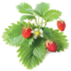 Click and Grow Smart Garden sazenice Lesní jahody
