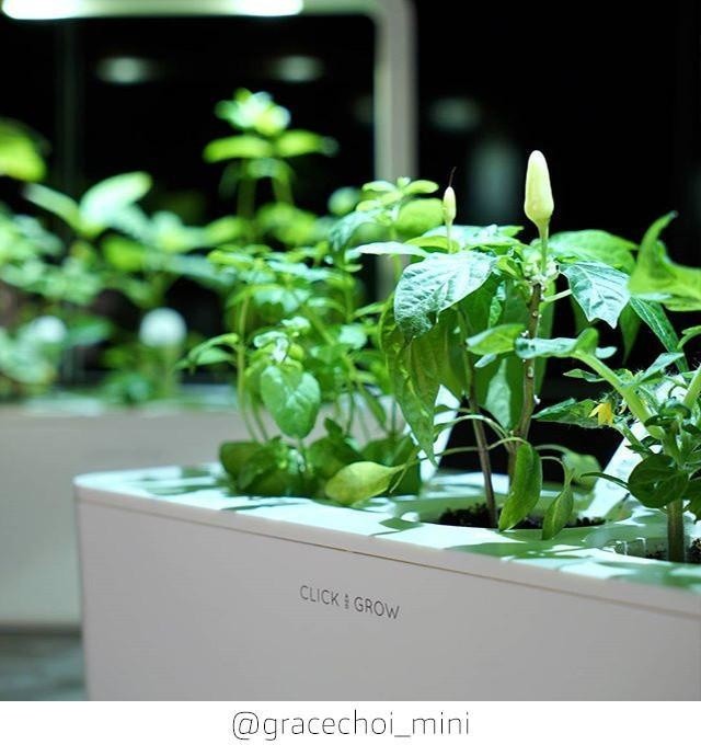 Click and Grow Smart Garden sazenice Chili papričky_1132931593