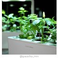 Click and Grow Smart Garden sazenice Chili papričky_1132931593