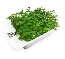 Microgreens by Leaf Learn hořčice bílá