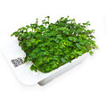 Microgreens by Leaf Learn hořčice bílá_965273326