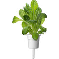 Click and Grow Smart Garden sazenice mix salátů_171905941