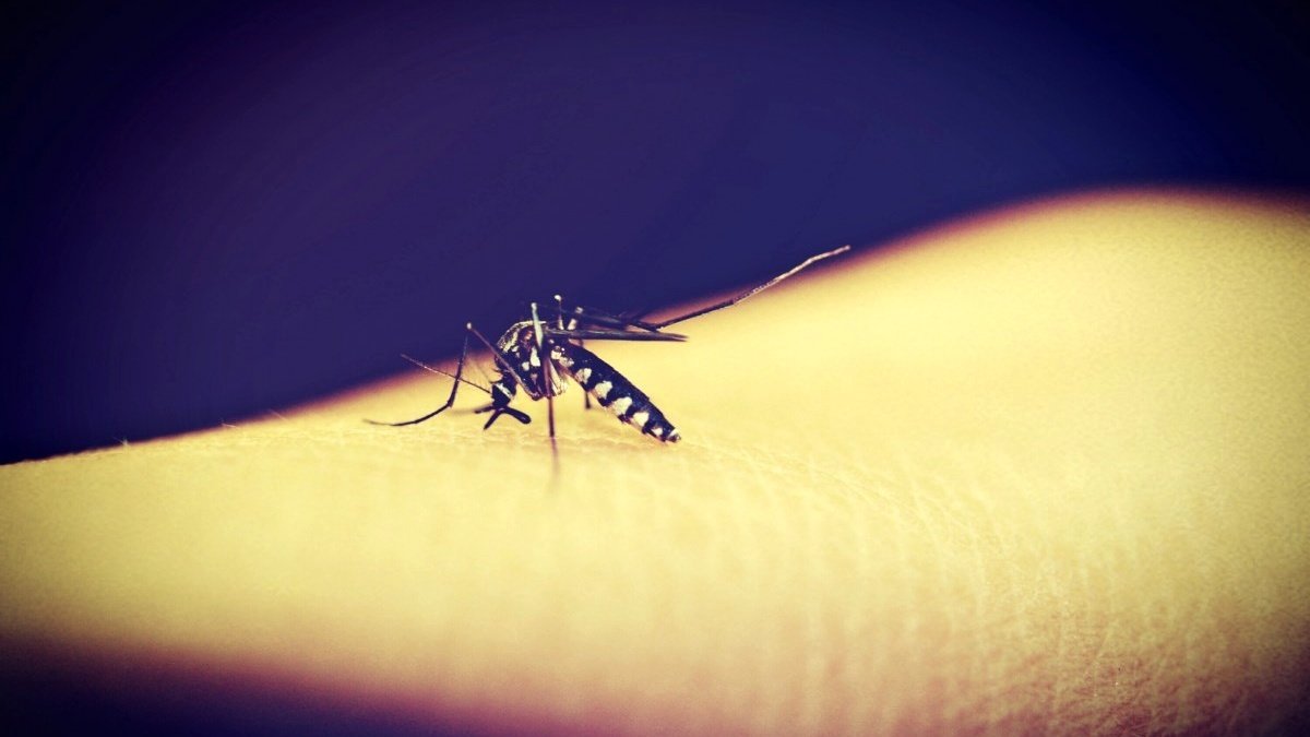 Jak na otravné komáry? Zahání je dubstep, zjistili vědci